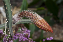 Withered-flower-of-Cereus-Plant