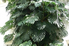 Ceriman-Plant