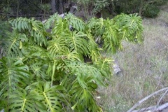 Ceriman-plant-growing-wild