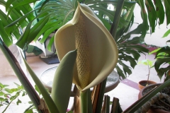 Flower-of-Ceriman