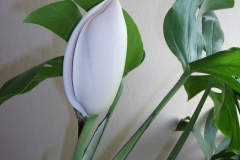 Flowering-bud-of-Ceriman