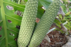 Immature-fruits-of-Ceriman