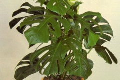 Indoor-Ceriman-plant