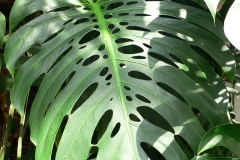 Leaves-of-Ceriman
