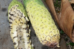Ripening-Ceriman-fruit