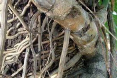 Root-of-Ceriman