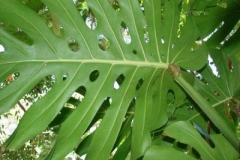 Ventral-view-of-leaves-of-Ceriman