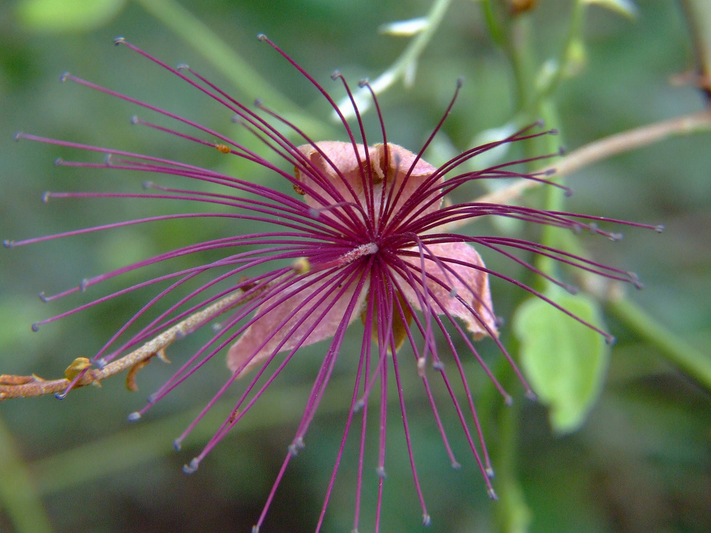 Flower-of-Ceylon-caper