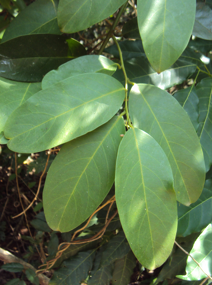 Leaves-of-Ceylon-caper