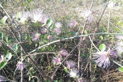 Ceylon-caper-growing-wild