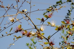 Ceylon-caper-plant
