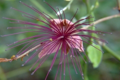 Flower-of-Ceylon-caper