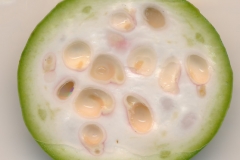 Half-cut-unripe-fruit-of-Ceylon-caper