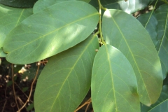 Leaves-of-Ceylon-caper