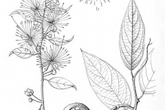 Plant-Illustration-of-Ceylon-caper