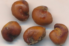 Seeds-of-Ceylon-caper