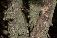 Stem-&-bark-of-Ceylon-caper