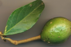 Unripe-fruit-of-Ceylon-caper