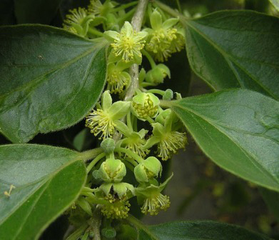 Ceylon-gooseberry-foliage-and-flowers