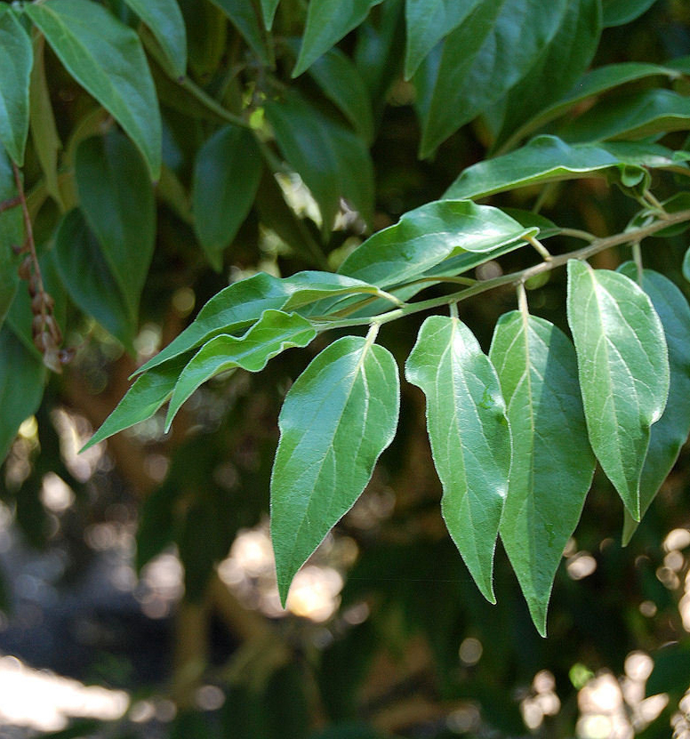 Ceylon-gooseberry-leaves