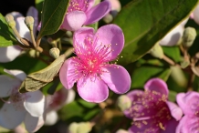 Ceylon-gooseberry-closeup-flowers