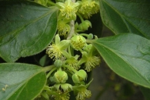 Ceylon-gooseberry-foliage-and-flowers
