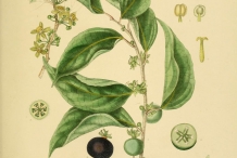 Ceylon-gooseberry-illustration