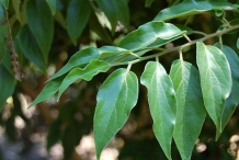 Ceylon-gooseberry-leaves