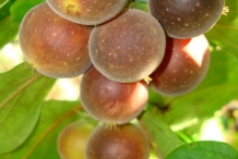 Ceylon-gooseberry-red