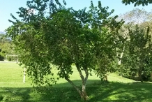 Ceylon-gooseberry-tree