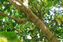 Ceylon-gooseberry-trunk-and-leaves