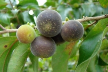 Ceylon-gooseberry-purple