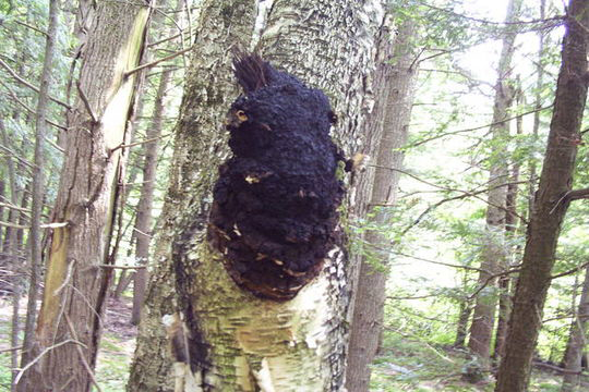 Chaga-mushroom-on-the-birch-tree