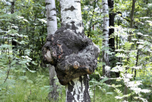 Chaga-Growing-wild