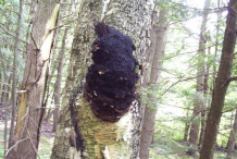 Chaga-mushroom-on-the-birch-tree
