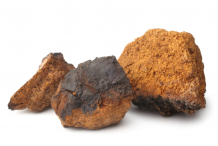 Chaga-mushroom