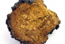 Image-showing-flesh-of-Chaga-mushroom