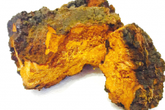 Harvested-Chaga-mushroom