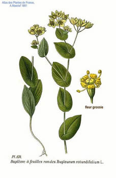 Plant-illustration-of-Chai-Hu