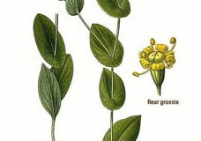 Plant-illustration-of-Chai-Hu