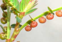 Branch-of-Chamber-Bitter-plant