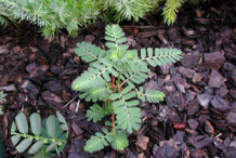 Chamber-Bitter-Plant
