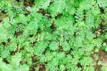 Chamber-Bitter-plant-growing-wild