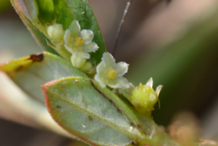 Flower-of-Chamber-Bitter-plant