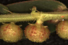Fruit-of-Chamber-Bitter