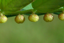 Immature-fruits-of-Chamber-Bitter