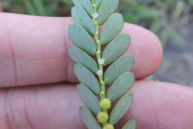 Leaves-of-Chamber-Bitter-plant