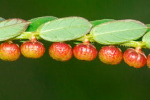Mature-Fruits-of-Chamber-Bitter