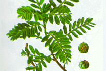 Plant-Illustration-of-Chamber-Bitter