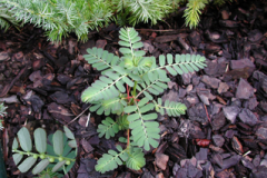 Chamber-Bitter-Plant